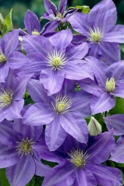 Lady Northcliffe Clematis - 1 Gallon Pot -Outlet The Ever Garden Store clematis lady northcliffe 2