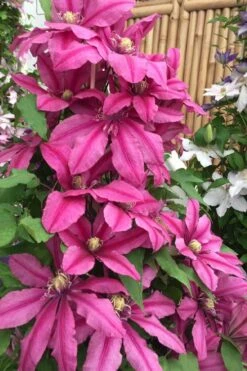 Liberation Clematis - 1 Gallon Pot -Outlet The Ever Garden Store clematis liberation 4
