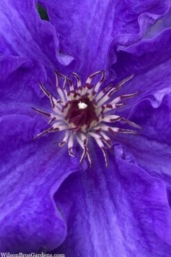 Lindsay Clematis - 1 Gallon Pot -Outlet The Ever Garden Store clematis lindsay 5