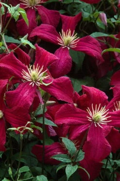 Madame Julia Correvon Clematis - 1 Gallon Pot -Outlet The Ever Garden Store clematis madame julia correvon 7