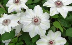 Miss Bateman Clematis - 1 Gallon Pot -Outlet The Ever Garden Store clematis miss bateman 2 800x500 1