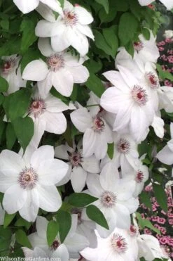 Miss Bateman Clematis - 1 Gallon Pot -Outlet The Ever Garden Store clematis miss bateman 20