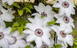 Miss Bateman Clematis - 1 Gallon Pot -Outlet The Ever Garden Store clematis miss bateman 800x500 1