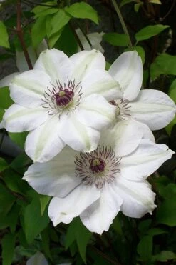 Miss Bateman Clematis - 1 Gallon Pot -Outlet The Ever Garden Store clematis miss20bateman 3 500x750 1
