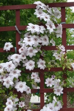 Miss Bateman Clematis - 1 Gallon Pot -Outlet The Ever Garden Store clematis miss20bateman 4 500x750 1