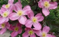 Montana Elizabeth Clematis - 1 Gallon Pot -Outlet The Ever Garden Store clematis montana elizabeth 2
