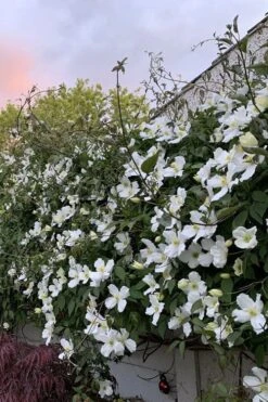Grandiflora Montana Clematis - 1 Gallon Pot -Outlet The Ever Garden Store clematis montana grandiflora 1