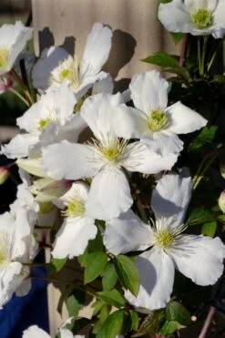 Grandiflora Montana Clematis - 1 Gallon Pot -Outlet The Ever Garden Store clematis montana grandiflora 9