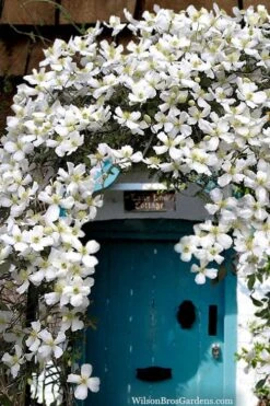 Grandiflora Montana Clematis - 1 Gallon Pot -Outlet The Ever Garden Store clematis montana grandiflora20copy