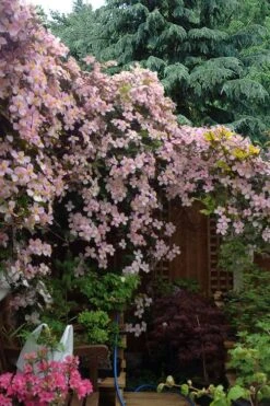 Mayleen Montana Clematis - 1 Gallon Pot -Outlet The Ever Garden Store clematis montana mayleen 12