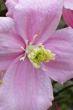 Mayleen Montana Clematis - 1 Gallon Pot -Outlet The Ever Garden Store clematis montana mayleen 4