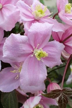 Mayleen Montana Clematis - 1 Gallon Pot -Outlet The Ever Garden Store clematis montana mayleen 5