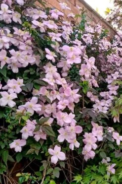 Mayleen Montana Clematis - 1 Gallon Pot -Outlet The Ever Garden Store clematis montana mayleen 6