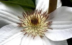 Mrs. George Jackman Clematis - 1 Gallon Pot -Outlet The Ever Garden Store clematis mrs george jackman 8