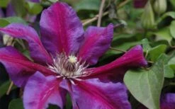 Mrs. Norman Thompson Clematis - 1 Gallon Pot -Outlet The Ever Garden Store clematis mrs n thompson 1