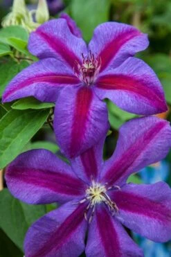 Mrs. Norman Thompson Clematis - 1 Gallon Pot -Outlet The Ever Garden Store clematis mrs n thompson 7
