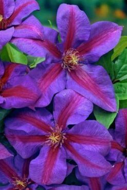 Mrs. Norman Thompson Clematis - 1 Gallon Pot -Outlet The Ever Garden Store clematis mrs norman thompson 20