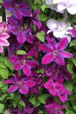 Mrs. Norman Thompson Clematis - 1 Gallon Pot -Outlet The Ever Garden Store clematis mrs norman thompson 25