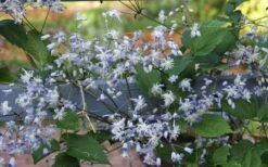 Mrs. Robert Brydon Clematis - 1 Gallon Pot -Outlet The Ever Garden Store clematis mrs robert brydon 11