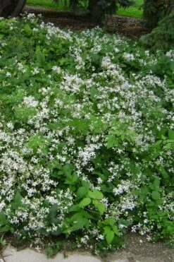 Mrs. Robert Brydon Clematis - 1 Gallon Pot -Outlet The Ever Garden Store clematis mrs robert brydon 6