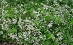 Mrs. Robert Brydon Clematis - 1 Gallon Pot -Outlet The Ever Garden Store clematis mrs robert brydon 7