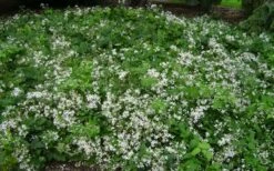 Mrs. Robert Brydon Clematis - 1 Gallon Pot -Outlet The Ever Garden Store clematis mrs robert brydon 8