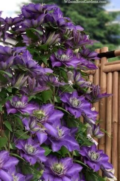 Multi Blue Clematis - 1 Gallon Pot -Outlet The Ever Garden Store clematis multi blue 3 1