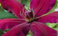 Niobe Clematis - 1 Gallon Pot -Outlet The Ever Garden Store clematis niobe 1