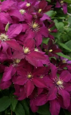 Niobe Clematis - 1 Gallon Pot -Outlet The Ever Garden Store clematis niobe 2