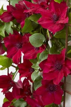 Nubia Clematis - 1 Gallon Pot -Outlet The Ever Garden Store clematis nubia 4