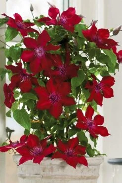 Nubia Clematis - 1 Gallon Pot -Outlet The Ever Garden Store clematis nubia 5