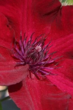 Nubia Clematis - 1 Gallon Pot -Outlet The Ever Garden Store clematis nubia 6