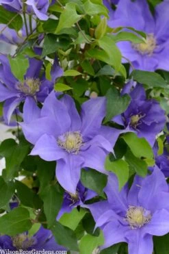 Olympia Clematis - 1 Gallon Pot -Outlet The Ever Garden Store clematis olympia 2