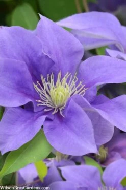 Olympia Clematis - 1 Gallon Pot -Outlet The Ever Garden Store clematis olympia 5