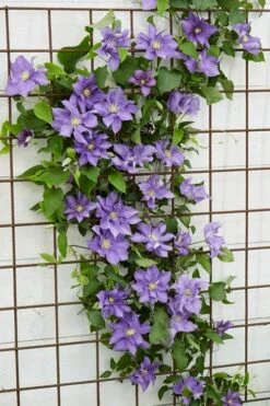 Olympia Clematis - 1 Gallon Pot -Outlet The Ever Garden Store clematis olympia 6