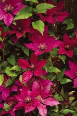 Picardy Clematis - 1 Gallon Pot -Outlet The Ever Garden Store clematis picardy 9