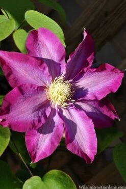 Pink Champagne Clematis - 1 Gallon Pot 12 Pink Champagne Clematis - 1 Gallon Pot -Outlet The Ever Garden Store clematis pink champagne