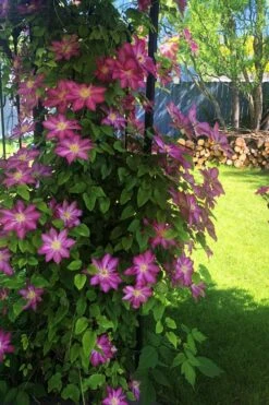 Pink Champagne Clematis - 1 Gallon Pot 14 Pink Champagne Clematis - 1 Gallon Pot -Outlet The Ever Garden Store clematis pink champagne 4