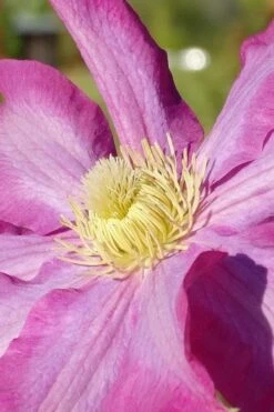 Pink Champagne Clematis - 1 Gallon Pot 15 Pink Champagne Clematis - 1 Gallon Pot -Outlet The Ever Garden Store clematis pink champagne 6