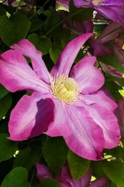 Pink Champagne Clematis - 1 Gallon Pot 17 Pink Champagne Clematis - 1 Gallon Pot -Outlet The Ever Garden Store clematis pink champagne 9