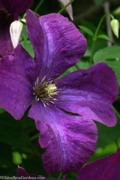 Polish Spirit Clematis - 1 Gallon Pot -Outlet The Ever Garden Store clematis polish spirit 1