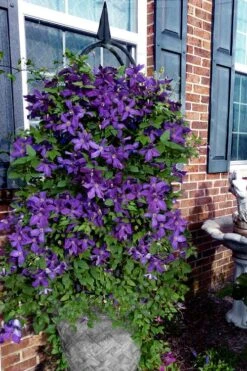 Polish Spirit Clematis - 1 Gallon Pot -Outlet The Ever Garden Store clematis polish spirit 10