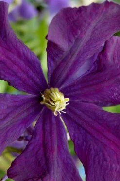 Polish Spirit Clematis - 1 Gallon Pot -Outlet The Ever Garden Store clematis polish spirit 5