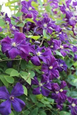 Polish Spirit Clematis - 1 Gallon Pot -Outlet The Ever Garden Store clematis polish spirit 6