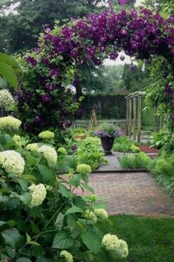 Polish Spirit Clematis - 1 Gallon Pot -Outlet The Ever Garden Store clematis polish spirit 7