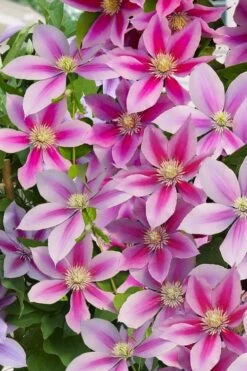 Poseidon Clematis - 1 Gallon Pot -Outlet The Ever Garden Store clematis poseidon 11