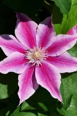 Poseidon Clematis - 1 Gallon Pot -Outlet The Ever Garden Store clematis poseidon 9