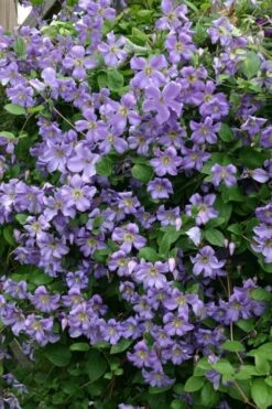 Prince Charles Clematis - 1 Gallon Pot -Outlet The Ever Garden Store clematis prince charles 1