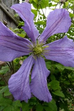 Prince Charles Clematis - 1 Gallon Pot -Outlet The Ever Garden Store clematis prince charles 4