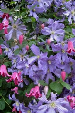 Prince Charles Clematis - 1 Gallon Pot -Outlet The Ever Garden Store clematis prince charles 6